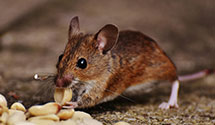24 Hour & Emergency Exterminators in Cedar Island, NC